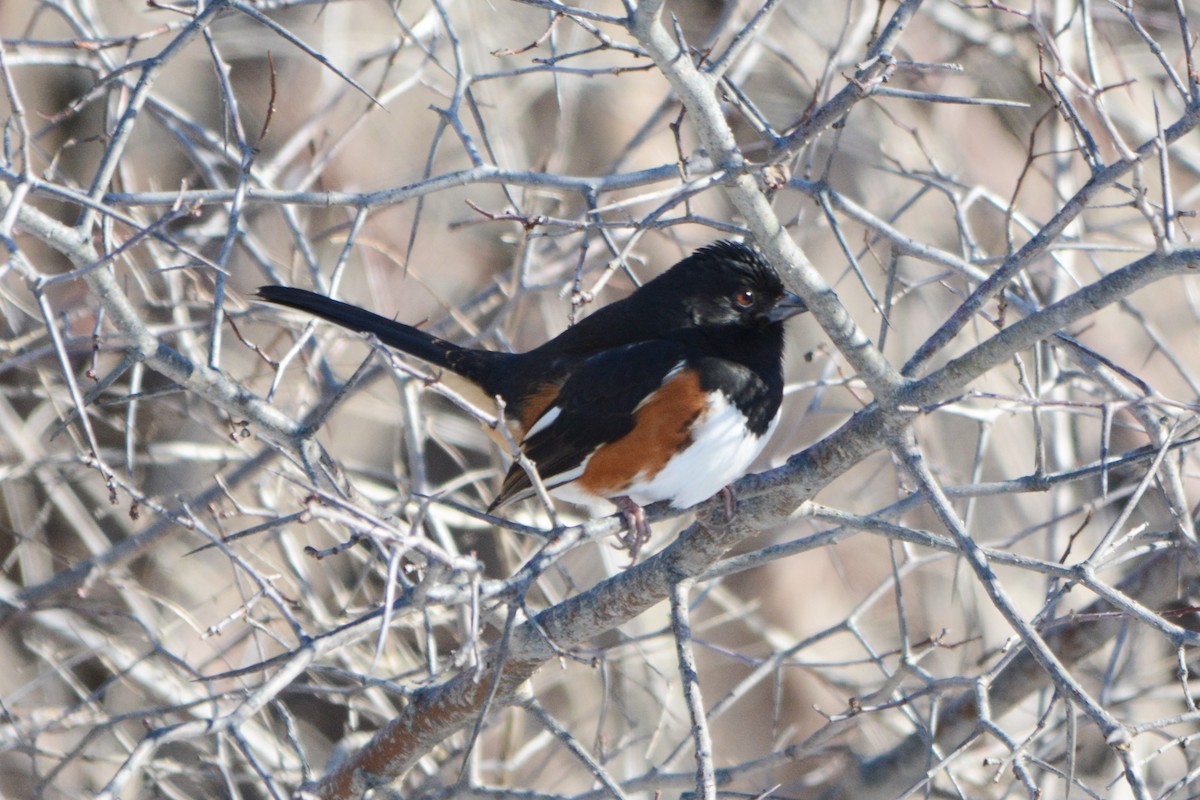 Eastern Towhee - ML136920941