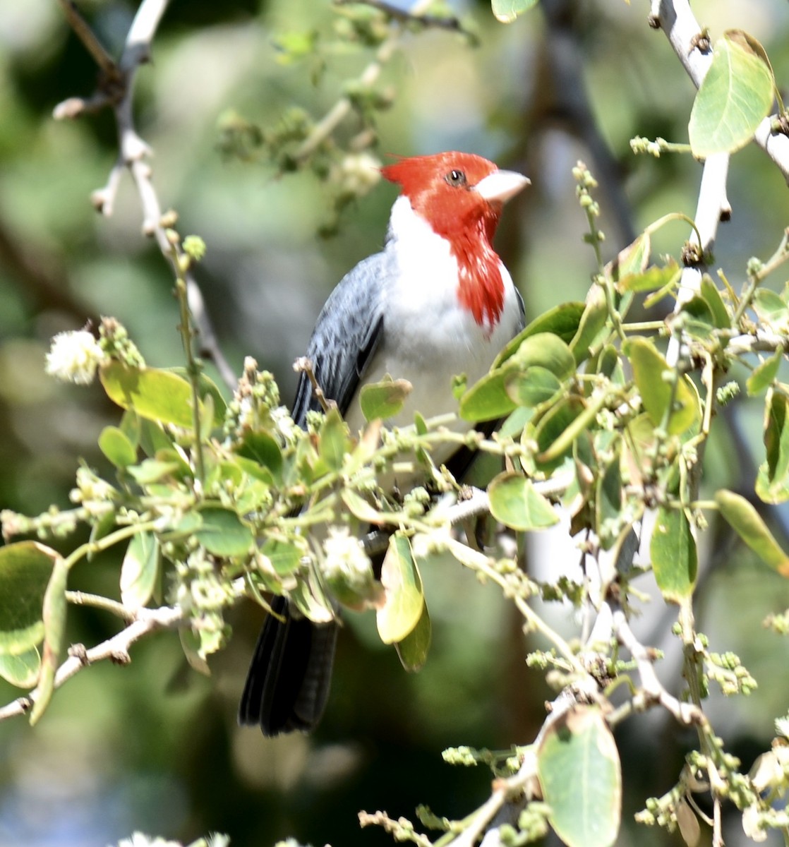 Red-crested Cardinal - Tim DeJonghe