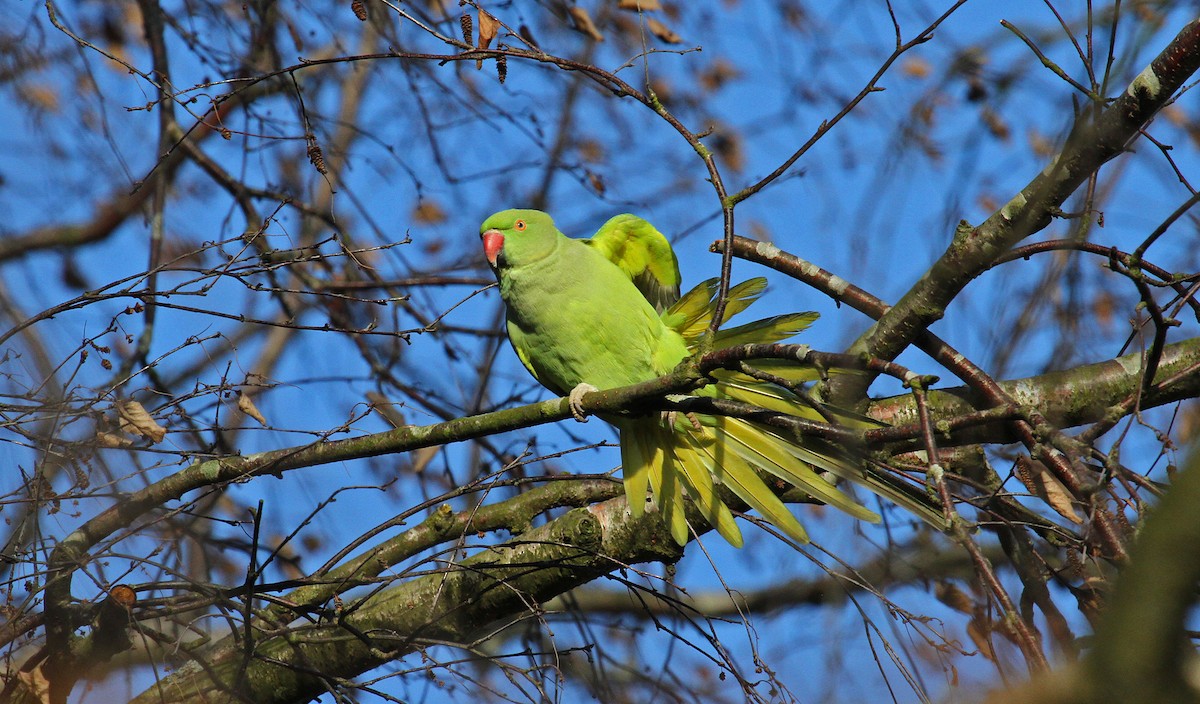 Rose-ringed Parakeet - Paul Lewis