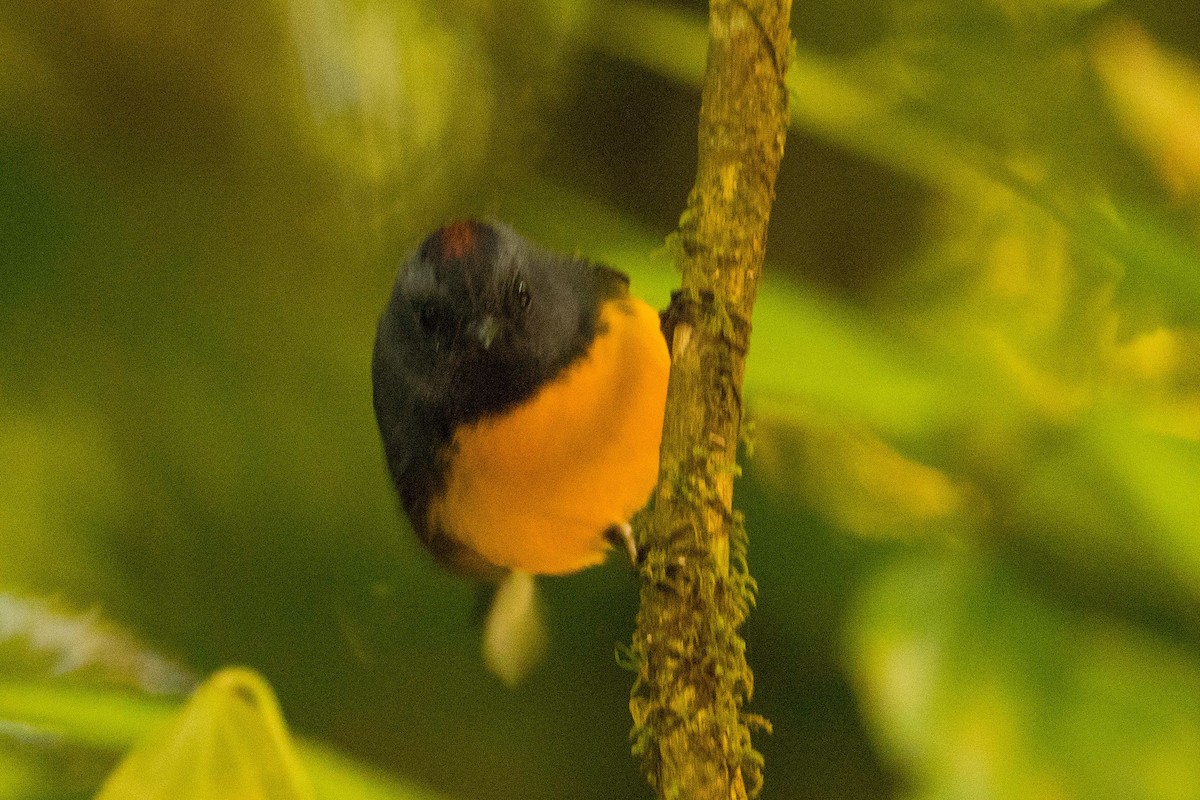 Slate-throated Redstart - ML136922401