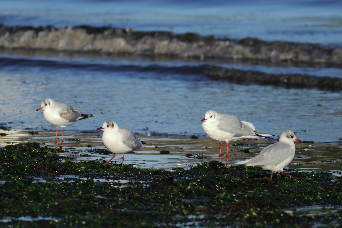 Gaviota Reidora - ML136923001