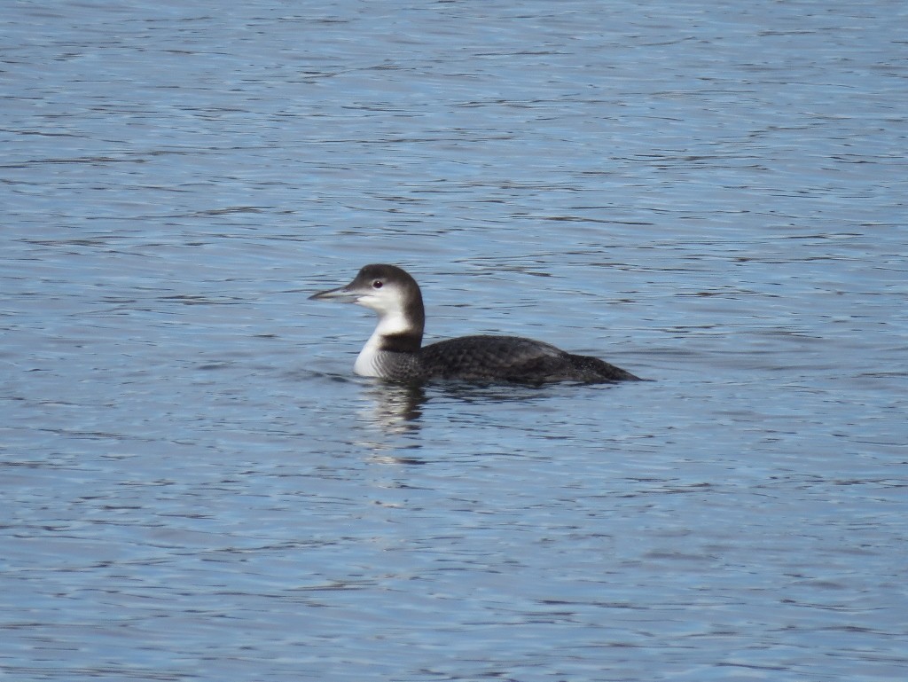 Common Loon - ML136925111
