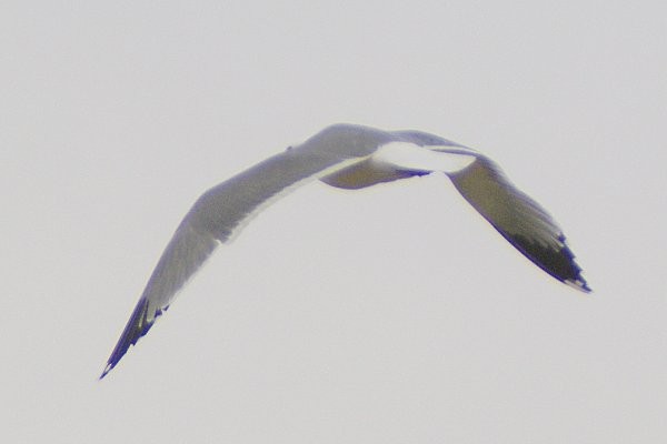 California Gull - ML136926241