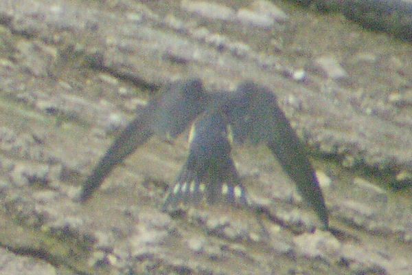 Barn Swallow - ML136926731