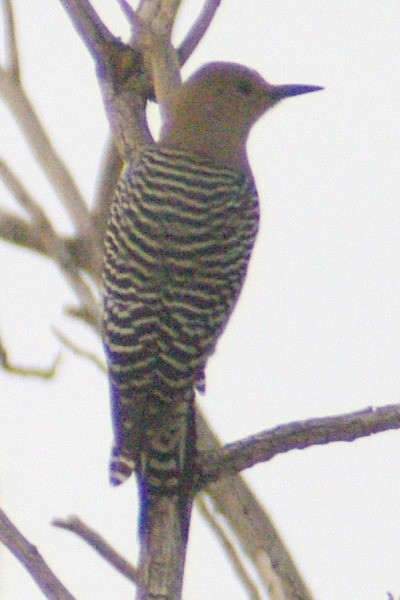 Gila Woodpecker - Pat Goltz