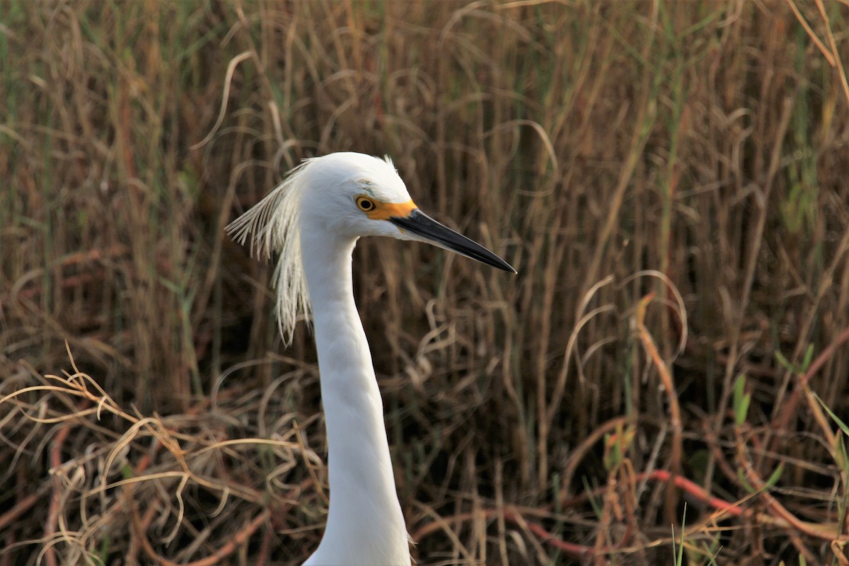 Snowy Egret - ML136930251