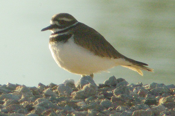 Killdeer - ML136930541