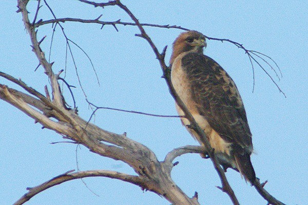 Red-tailed Hawk - ML136930681