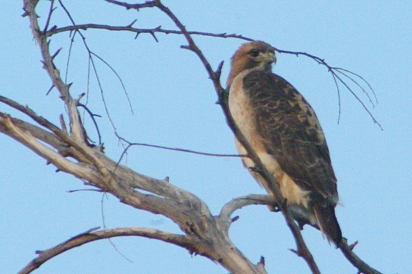 Zapelatz buztangorria - ML136930681