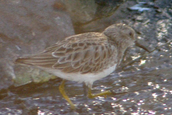 Least Sandpiper - ML136931081