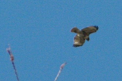 Red-tailed Hawk - Pat Goltz