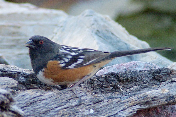 Spotted Towhee - ML136933821