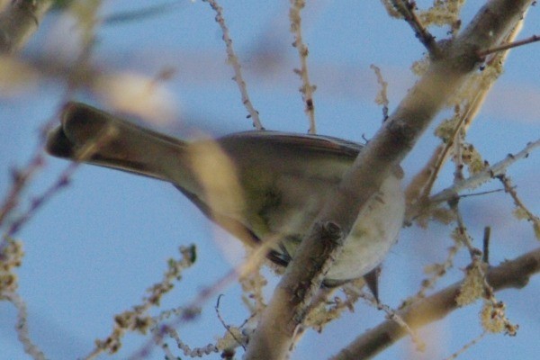 Ash-throated Flycatcher - ML136934191