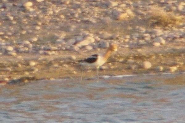 American Avocet - ML136936461