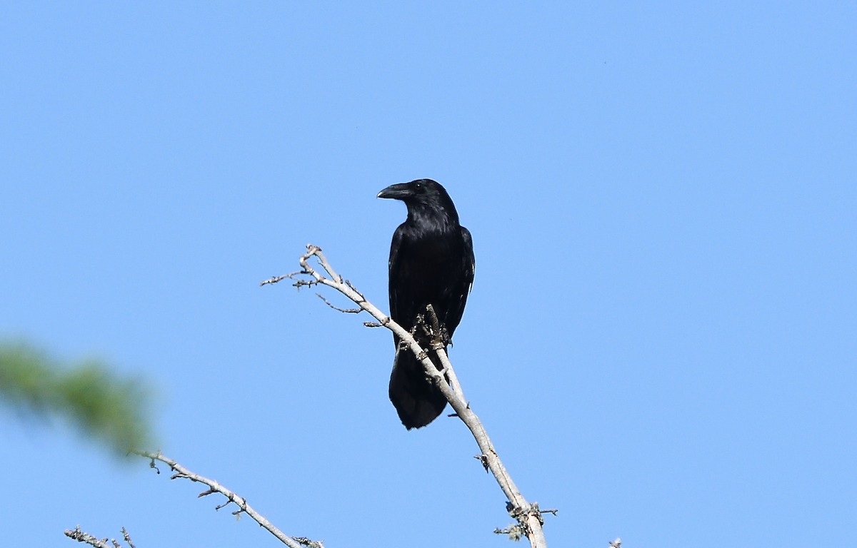 Common Raven - ML136938201