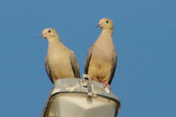 תורית אמריקנית - ML136938281