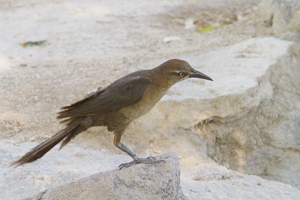 Great-tailed Grackle - ML136938341