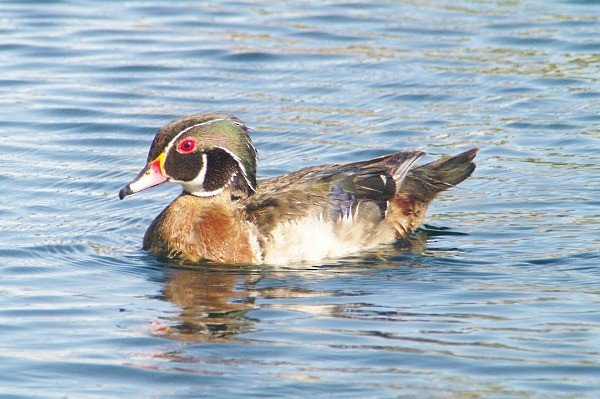 Wood Duck - ML136938401