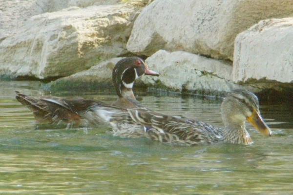 Wood Duck - ML136938411