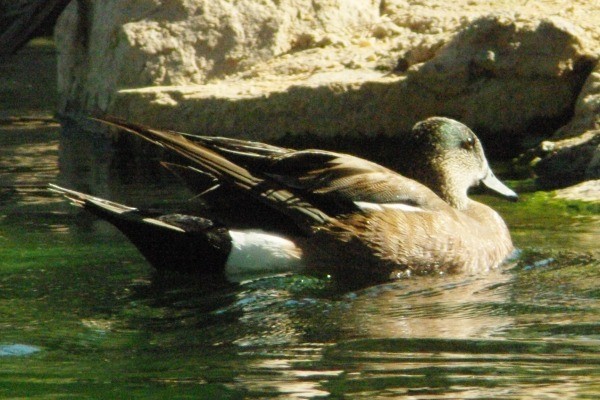 American Wigeon - ML136938491