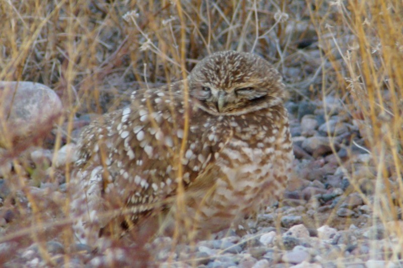 Burrowing Owl - ML136942541