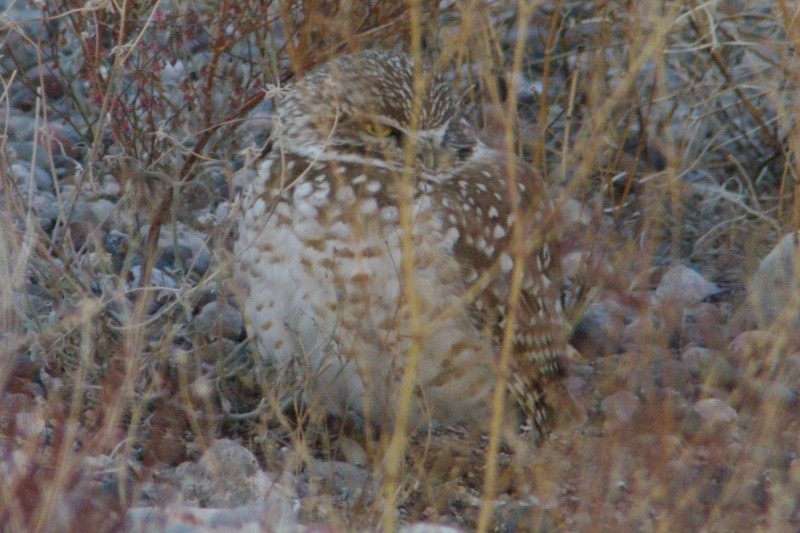 Burrowing Owl - ML136942551