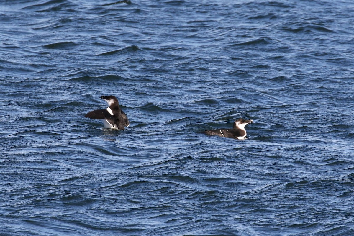 Razorbill - ML136944331