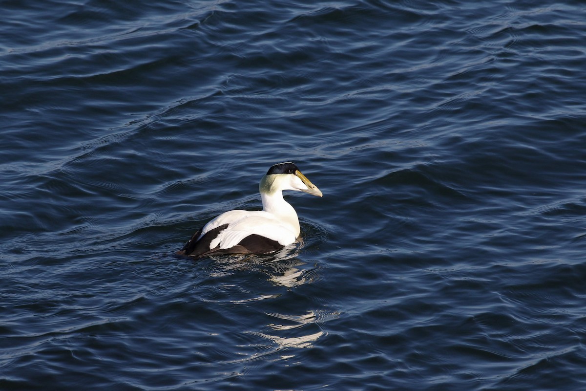 Common Eider - ML136944511