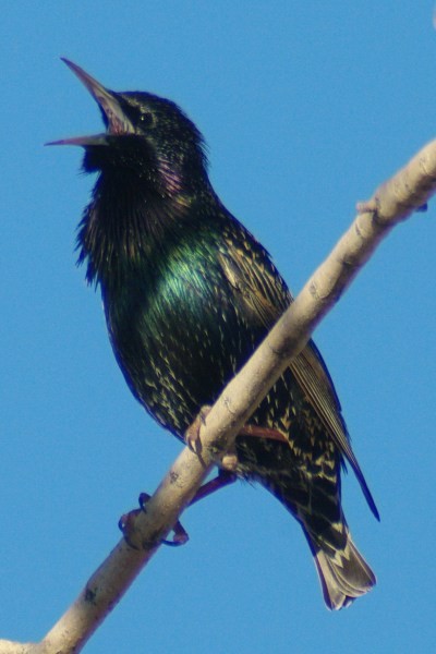 European Starling - ML136946671