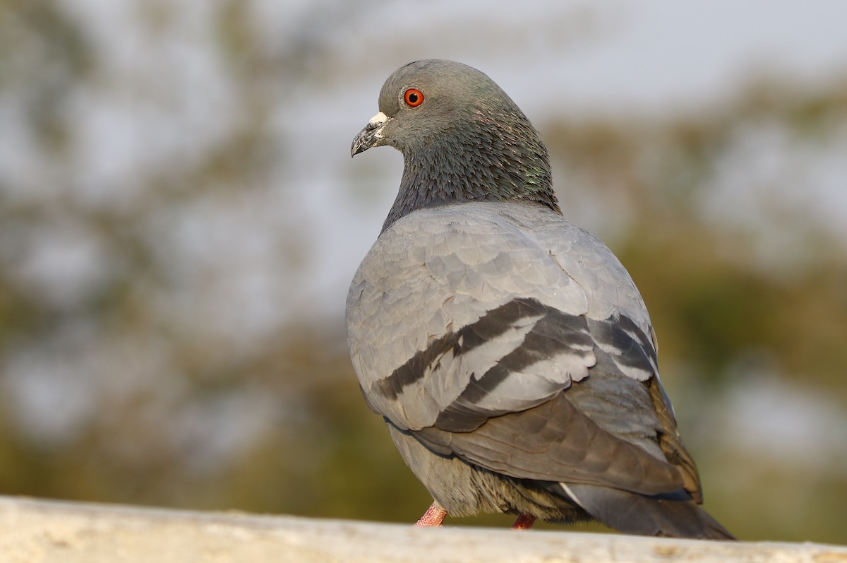 Rock Pigeon (Feral Pigeon) - ML136947071