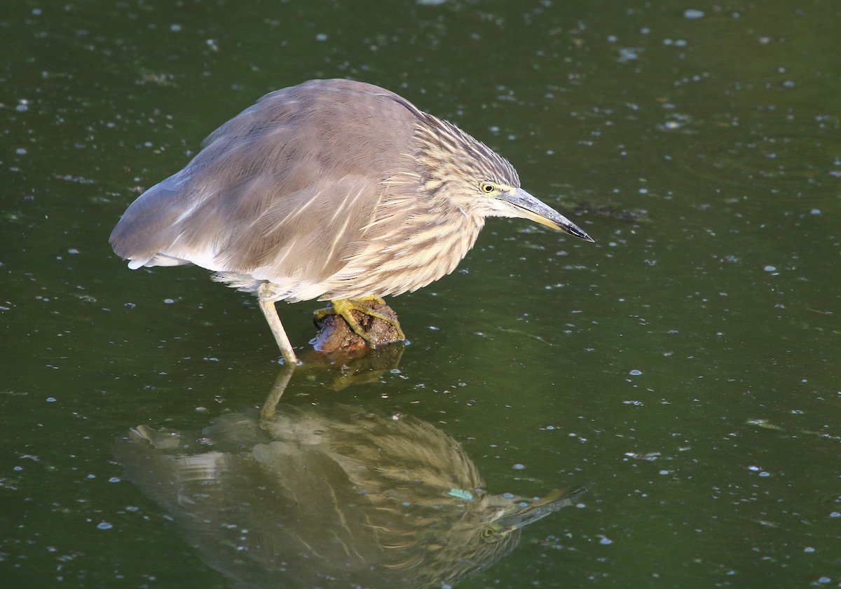 Indian Pond-Heron - ML136947431