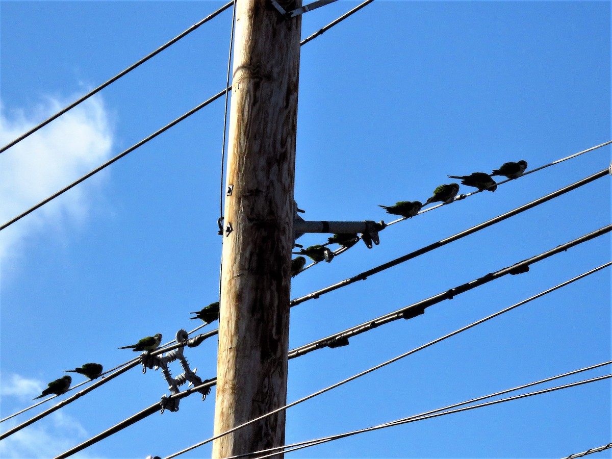 Monk Parakeet - ML136947681