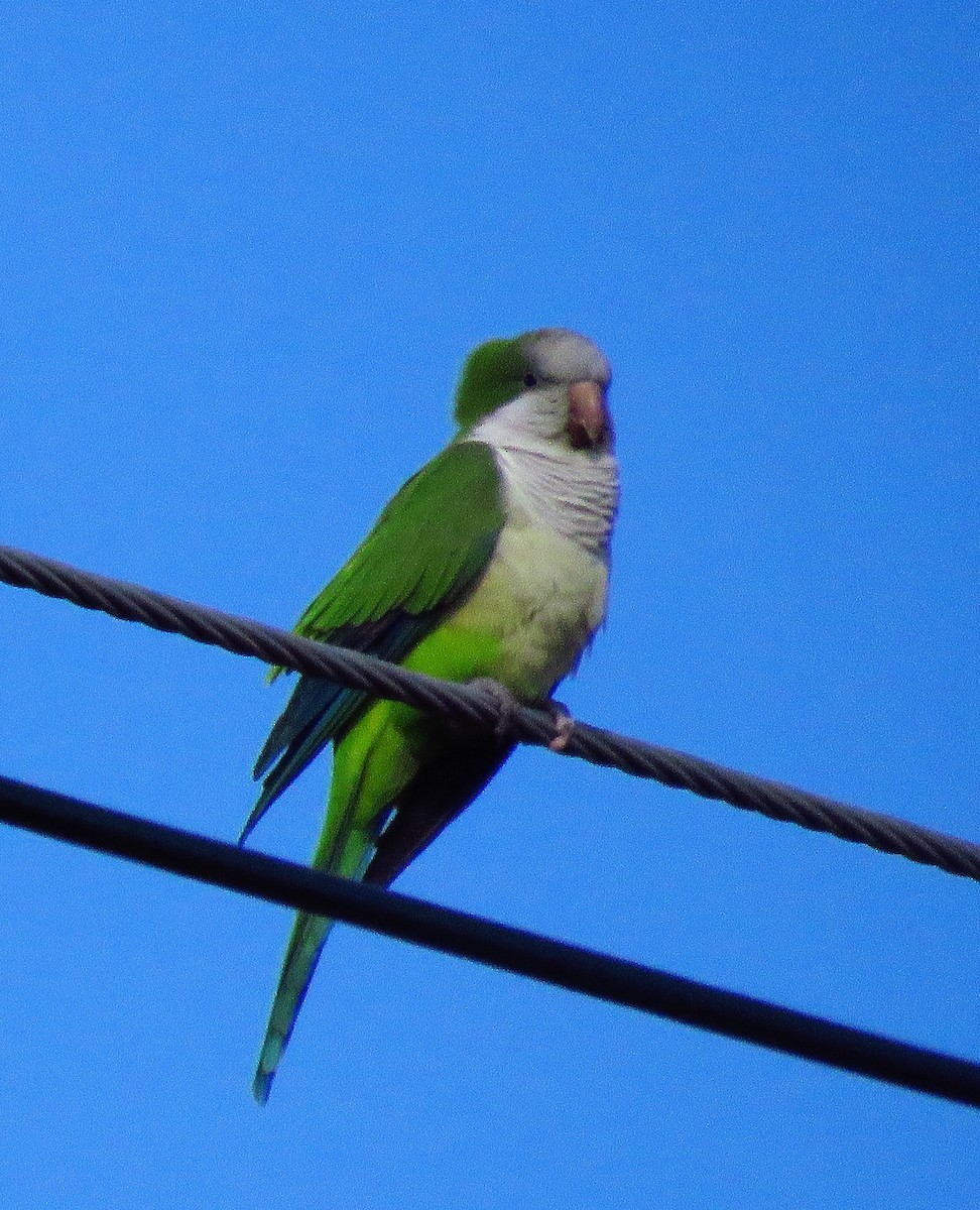 Monk Parakeet - ML136947721