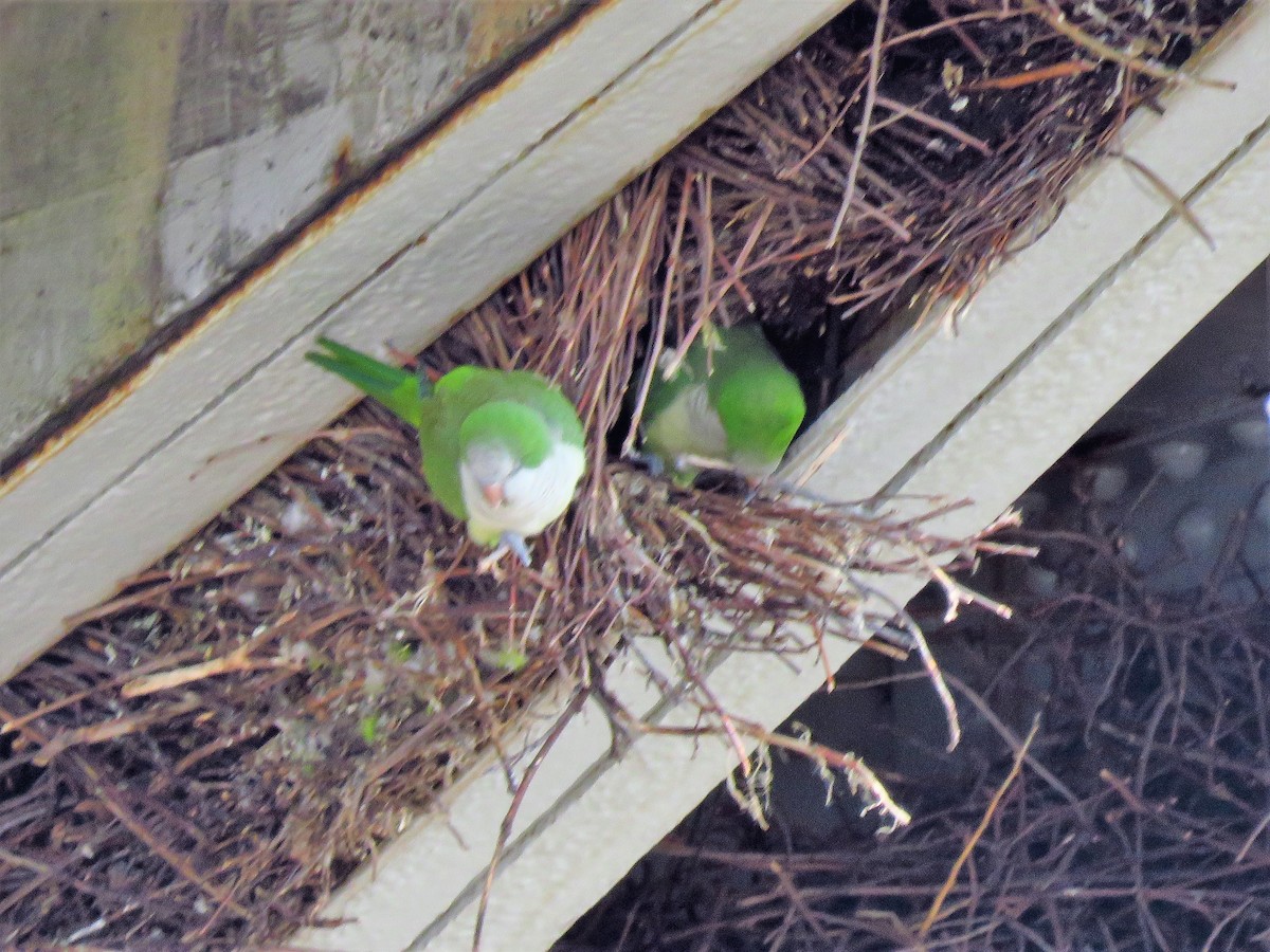 Monk Parakeet - ML136947731