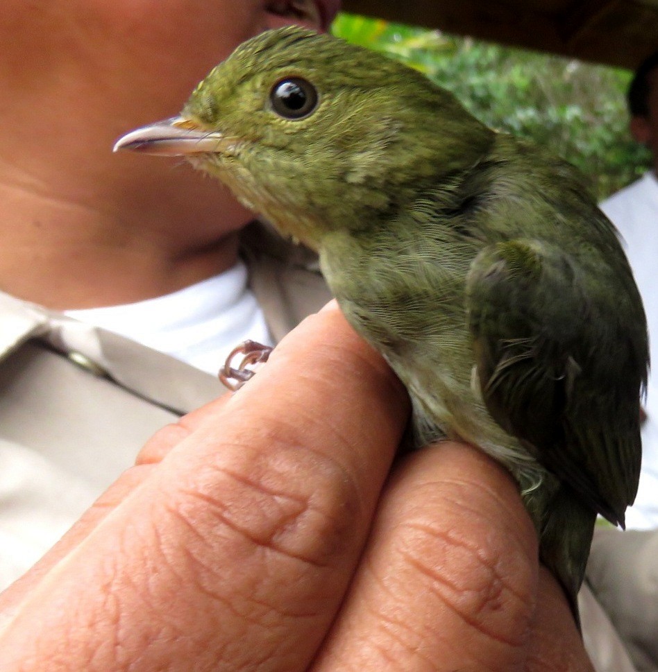 Red-capped Manakin - ML136948371