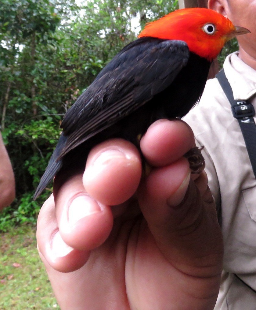 Red-capped Manakin - ML136948401