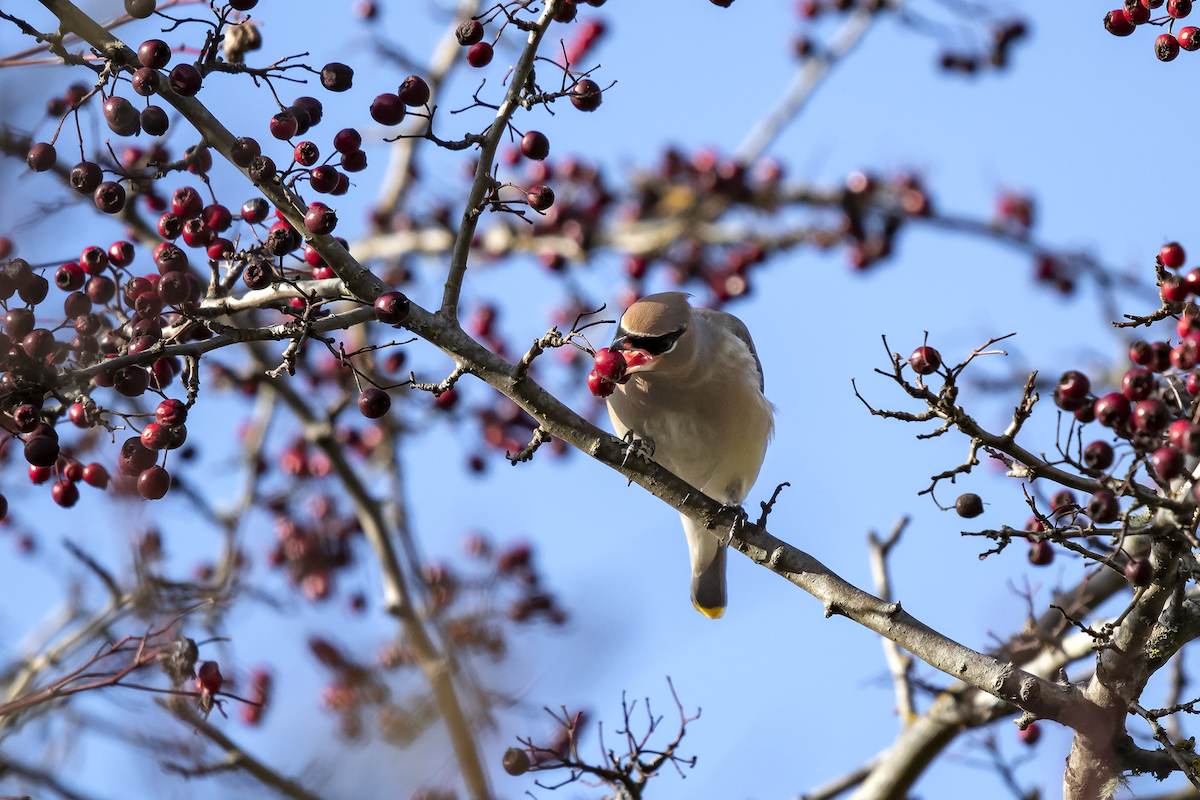 Cedar Waxwing - David Badke