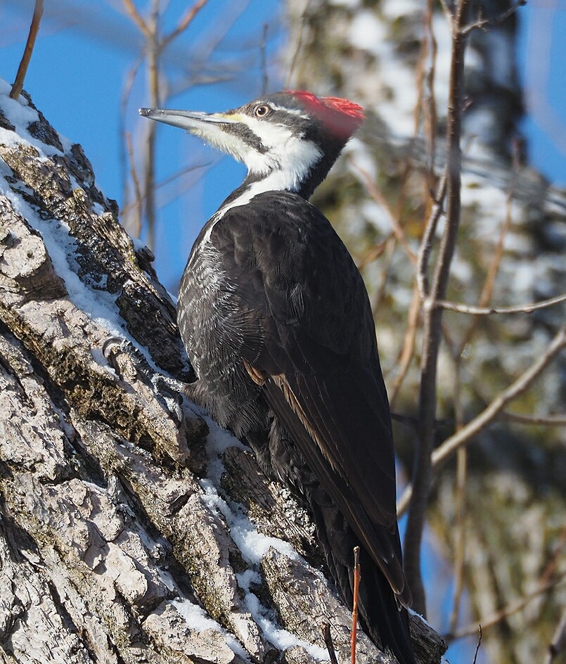 Pileated Woodpecker - ML136949581