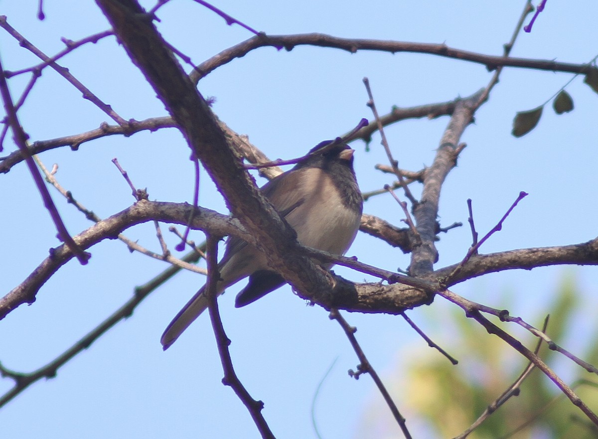 Junco ardoisé (groupe oreganus) - ML136949731