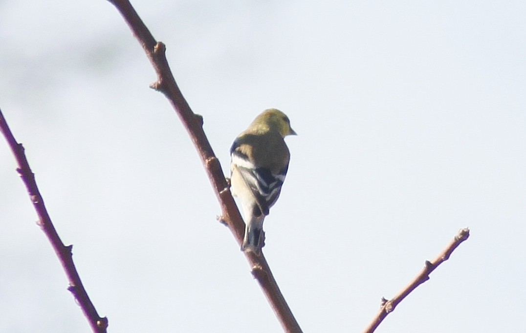 Chardonneret jaune - ML136949871