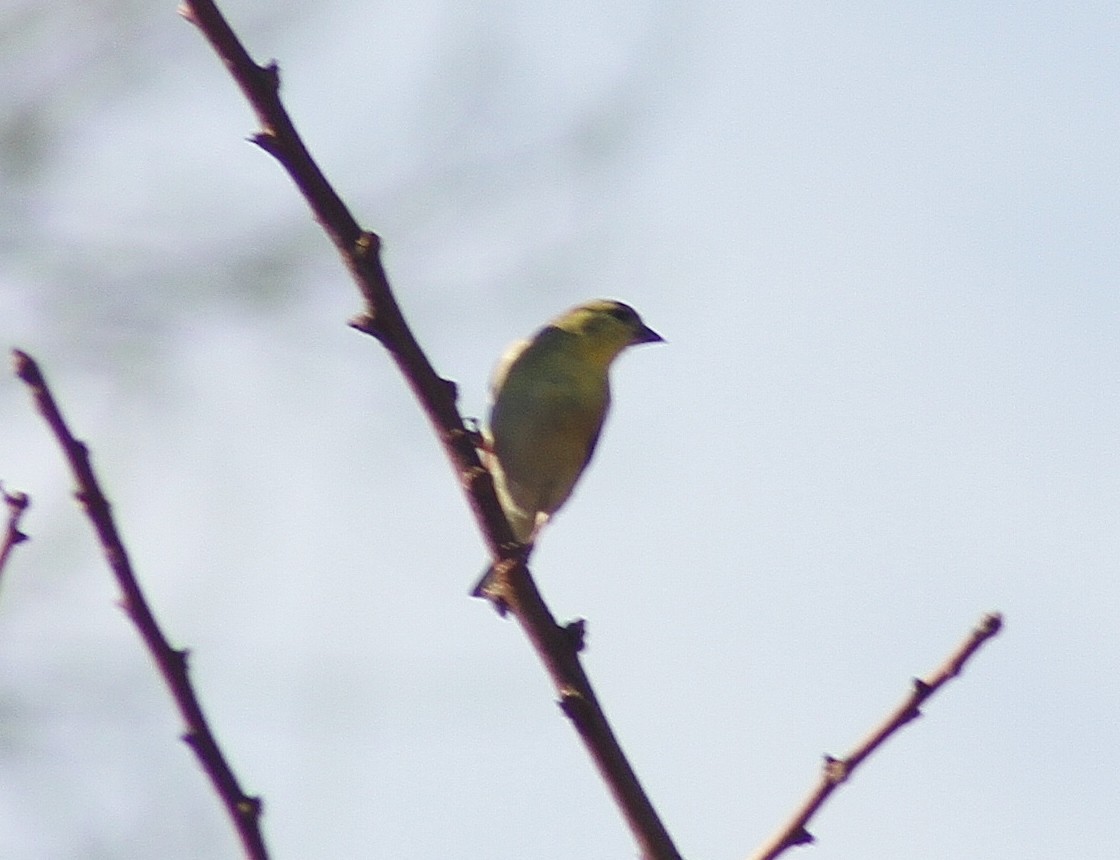 Chardonneret jaune - ML136949891