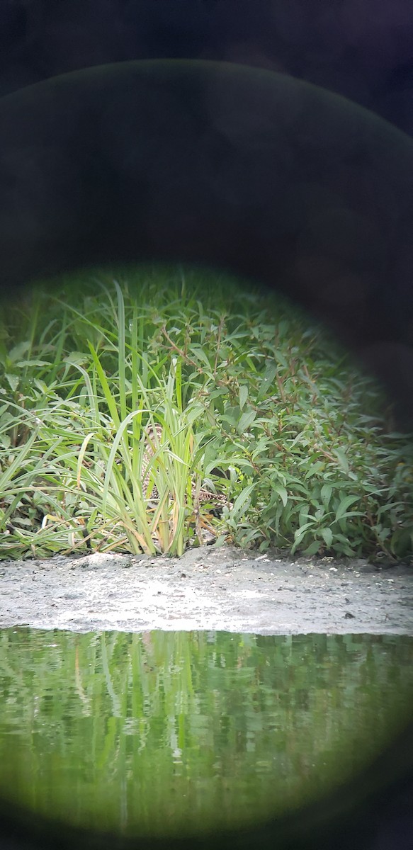 Wilson's Snipe - ML136951051