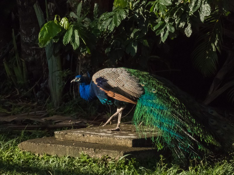 Indian Peafowl (Domestic type) - ML136952131