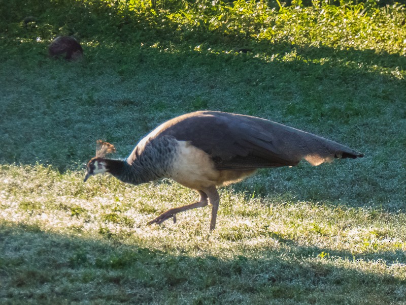 Indian Peafowl (Domestic type) - ML136952141