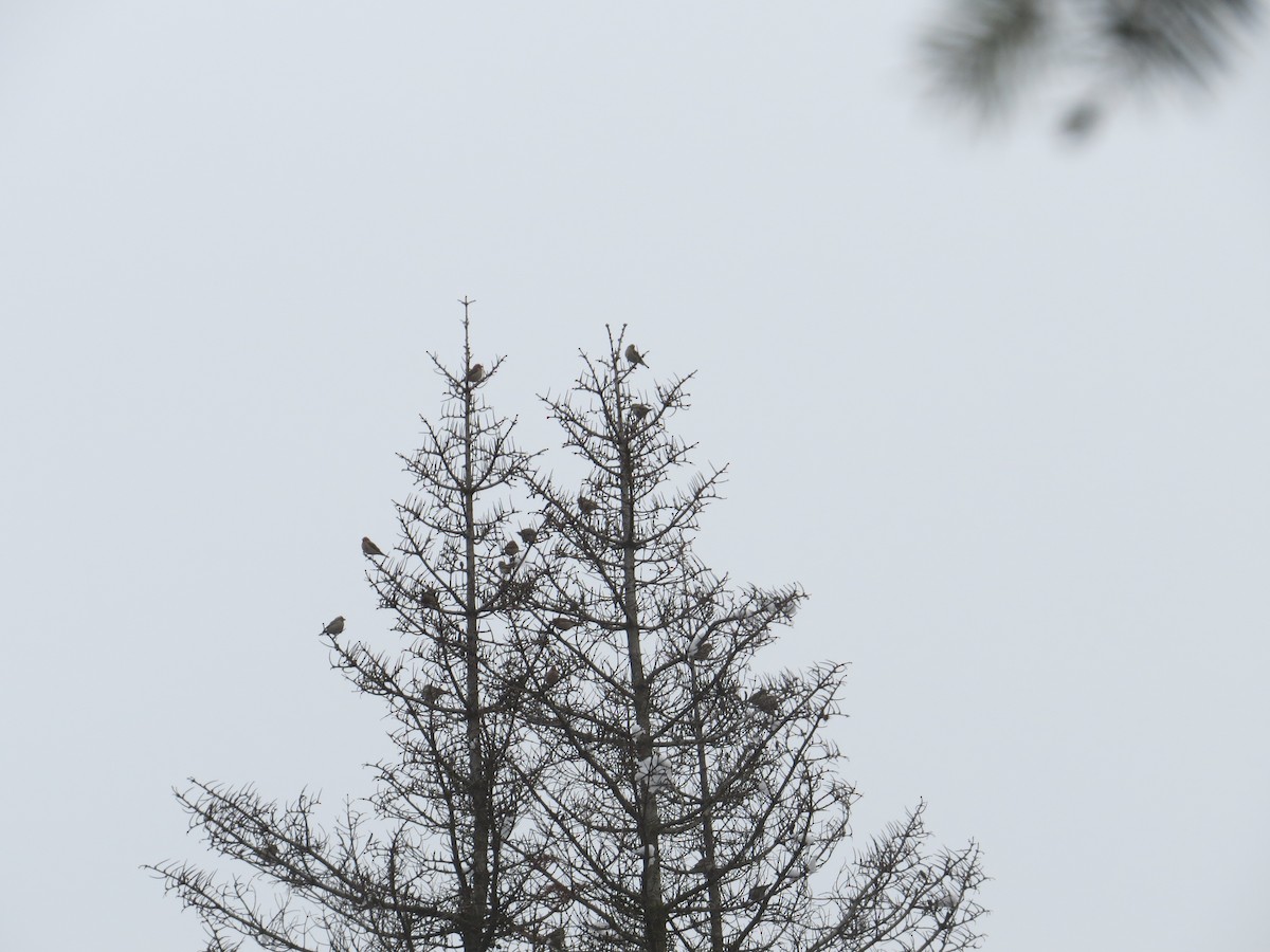 Cassin's Finch - ML136953131