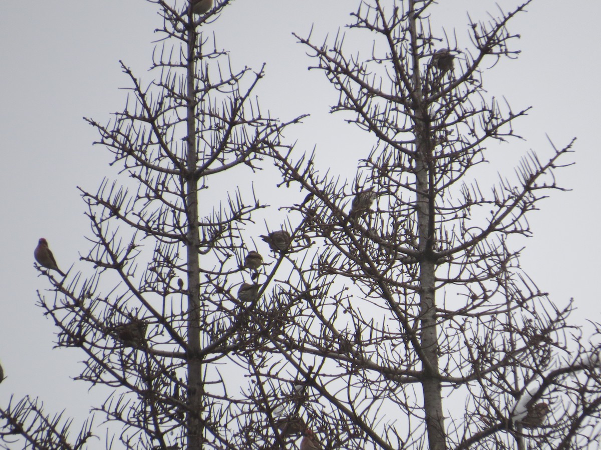 Cassin's Finch - ML136953171