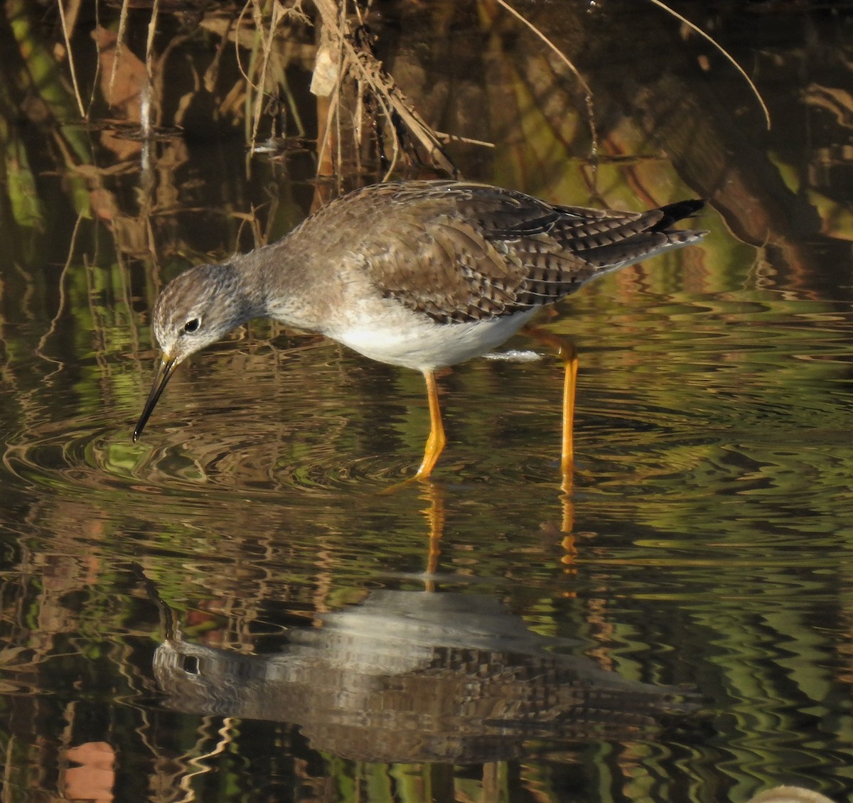 Greater Yellowlegs - Bill Pelletier