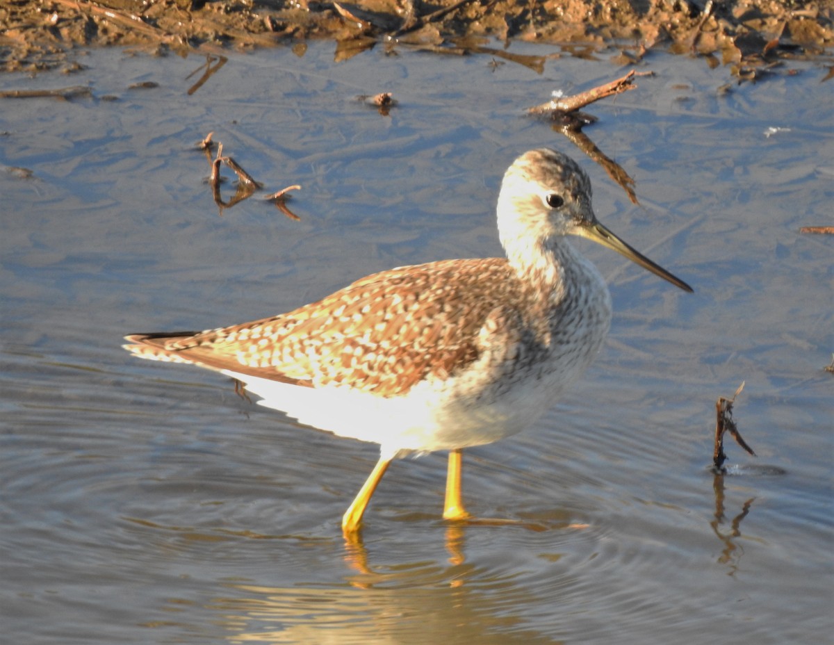 Greater Yellowlegs - ML136954541