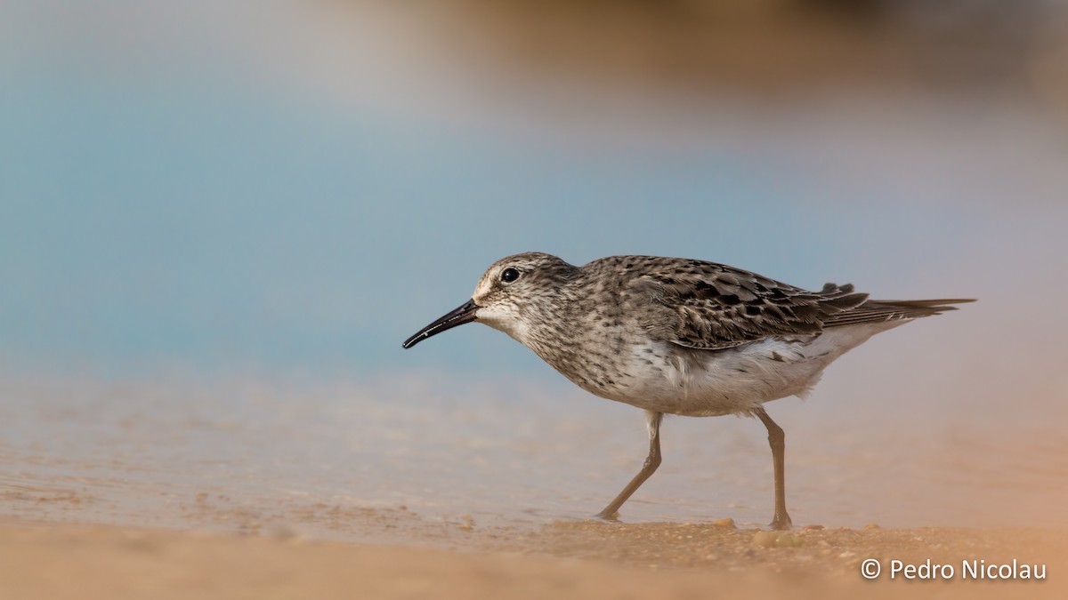 White-rumped Sandpiper - Pedro Nicolau