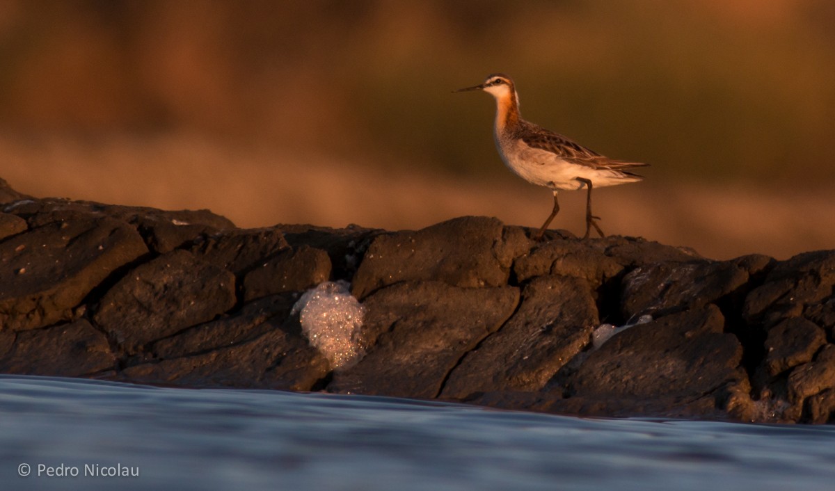 Wilson's Phalarope - Pedro Nicolau